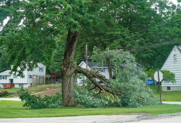 Best Tree Mulching  in Winfield, WV